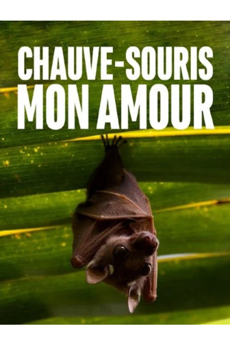Chauve-souris mon amour