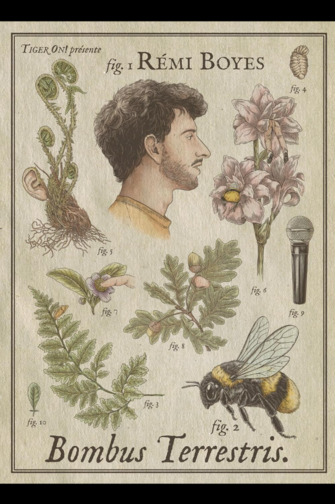 Rémi Boyes - Bombus Terrestris